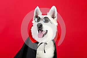 Swiss shepherd dog in dracula costume photo