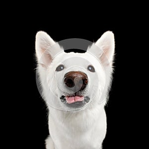 Swiss Shepherd dog on Isolated Black Background