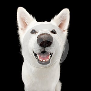 Swiss Shepherd dog on Isolated Black Background