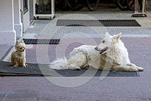 A Swiss shepherd dog looks back at chiwawa, street life