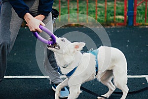 Swiss Shepherd playing with plastic disc outdoors. Pet owner training dog. Cute purebred dog