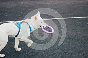 Swiss Shepherd playing with plastic disc outdoors. Pet owner training dog. Cute purebred dog