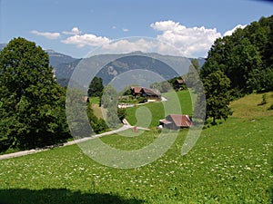 Swiss Summer Pastoral Scene photo