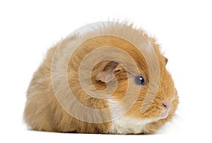 Swiss Teddy Guinea Pig, isolated