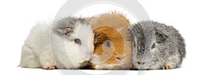 Swiss Teddy Guinea Pigs in a row, isolated