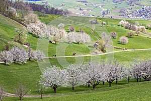 Swiss village Fricktal valley with blooming orchard garden and flowering cherry trees