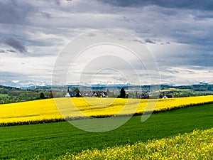 Swiss village surrounded by yellow fields