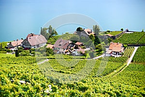 Swiss Vineyard