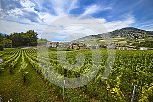 Swiss vineyard landscape in summer