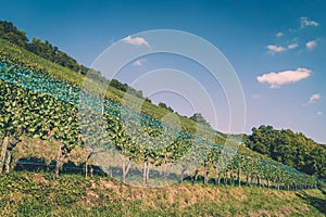 Swiss vineyard with rows of green grape vines on a grassy hill