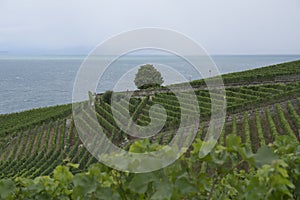 Swiss vineyards in Vaud Province