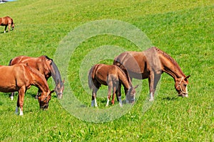 Swiss Warmblood horses