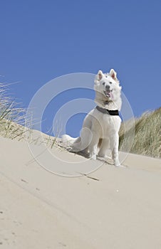 Swiss White Shepard in the dunes