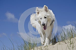 Swiss White Shepard in the dunes