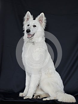 Swiss White Shepard portrait