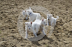 Swiss White Shepard pups