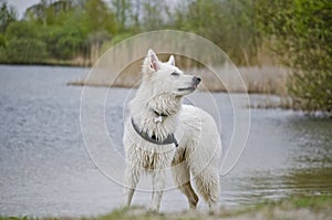 Swiss White Shepard in the water