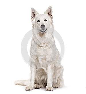 Swiss White Shepherd dog , 4 years old