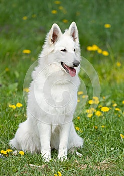 Swiss white shepherd dog