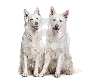 Swiss White Shepherd dogs sitting against white background