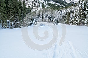 Swiss Winter - Forest covered in snow