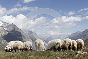 Swiss woolly sheep grazing on top of the cliffs of alpine mountains before being sheared