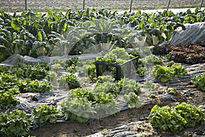 Swisschard and lettuce growing in a greenhouse