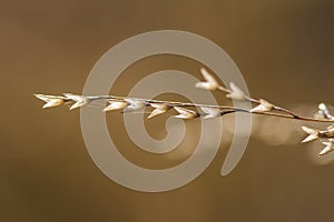 Switchgrass closeup, autumn