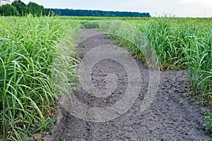 Switchgrass field with crop for bio-refineries