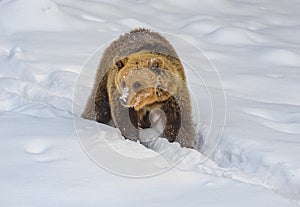 Switzerland: a bear is playing in the snow