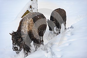 Switzerland: Bison walking in a snow