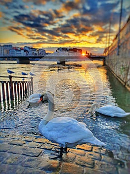 Switzerland geneve swan lake river sunset evening clouds sky