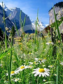 Switzerland Landscape