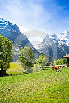 Switzerland landscape