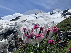 Switzerland in summer in the mountains