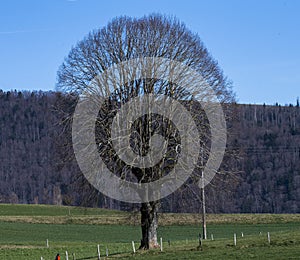 Switzerland : A tree without leaves