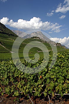 Switzerland, Valais, Saillon, the vineyard.