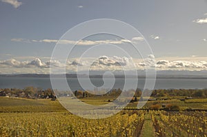 Switzerland: White-wyne grape plantations at Lake Neuchatel