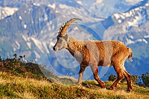 Switzerland wildlife. Ibex, Capra ibex, horned alpine animal with rocks in background, animal in the stone nature habitat, Alps. photo