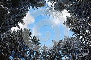 Swnow wrapped spruces against blue sky