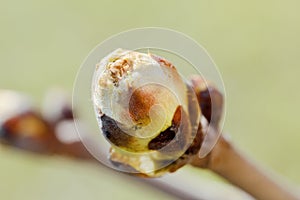 Swollen bud chestnut