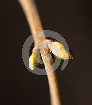 Swollen buds going to burst at spring