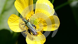 Swollen-thighed Beetle on flowers. His Latin name is Oedemera nobilis