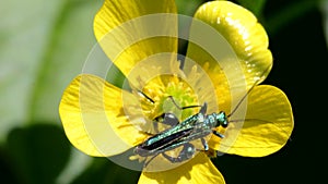 Swollen-thighed Beetle on flowers. His Latin name is Oedemera nobilis