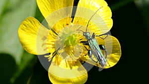 Swollen-thighed Beetle on flowers. His Latin name is Oedemera nobilis