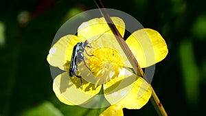 Swollen-thighed Beetle on flowers. His Latin name is Oedemera nobilis