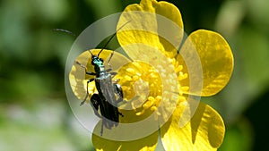 Swollen-thighed Beetle on flowers. His Latin name is Oedemera nobilis