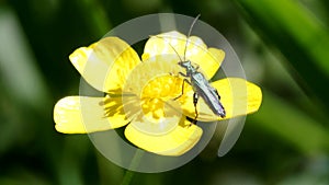 Swollen-thighed Beetle on flowers. His Latin name is Oedemera nobilis