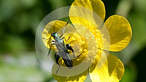 Swollen-thighed Beetle on flowers. His Latin name is Oedemera nobilis