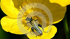 Swollen-thighed Beetle on flowers. His Latin name is Oedemera nobilis